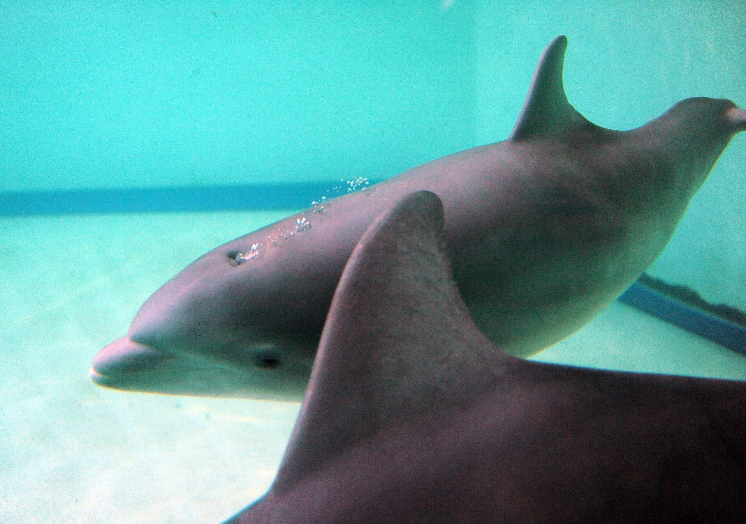 Erstmalig in der Geschichte der Delfinhaltung in Deutschland wurden im Delfinarium des Zoo Duisburg gleich drei Jungtiere nahezu zeitgleich geboren. Bei der Vorstellung am 17. Oktober war nur Dörte mit Mama Delphi zu sehen.