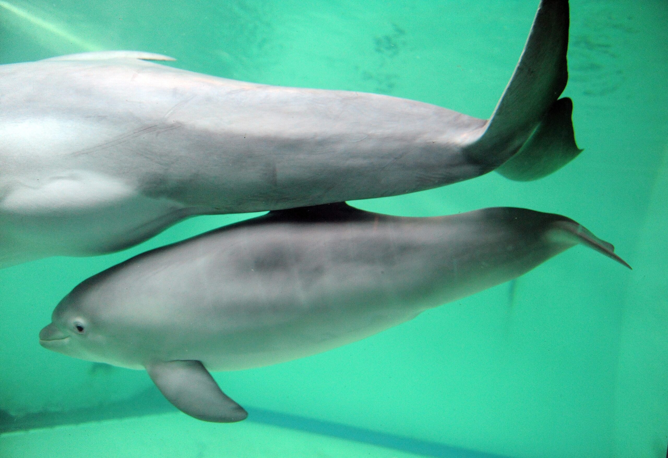 Erstmalig in der Geschichte der Delfinhaltung in Deutschland wurden im Delfinarium des Zoo Duisburg gleich drei Jungtiere nahezu zeitgleich geboren. Bei der Vorstellung am 17. Oktober war nur Dörte mit Mama Delphi zu sehen.