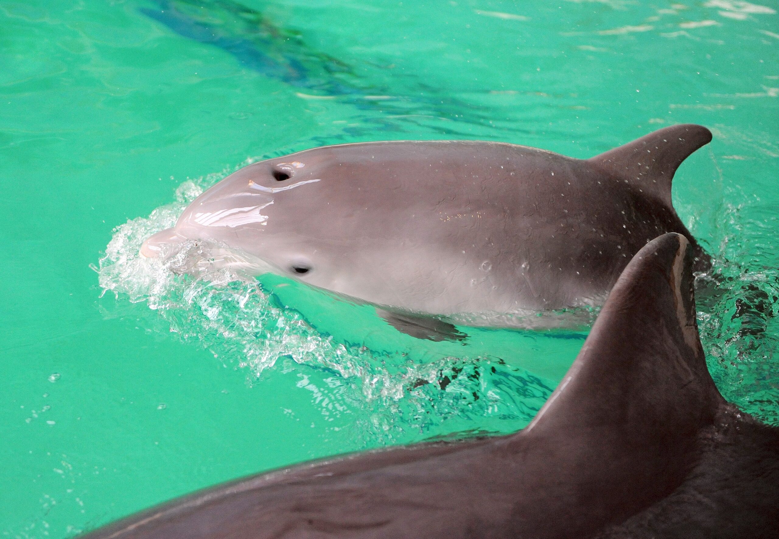 Erstmalig in der Geschichte der Delfinhaltung in Deutschland wurden im Delfinarium des Zoo Duisburg gleich drei Jungtiere nahezu zeitgleich geboren. Bei der Vorstellung am 17. Oktober war nur Dörte mit Mama Delphi zu sehen.