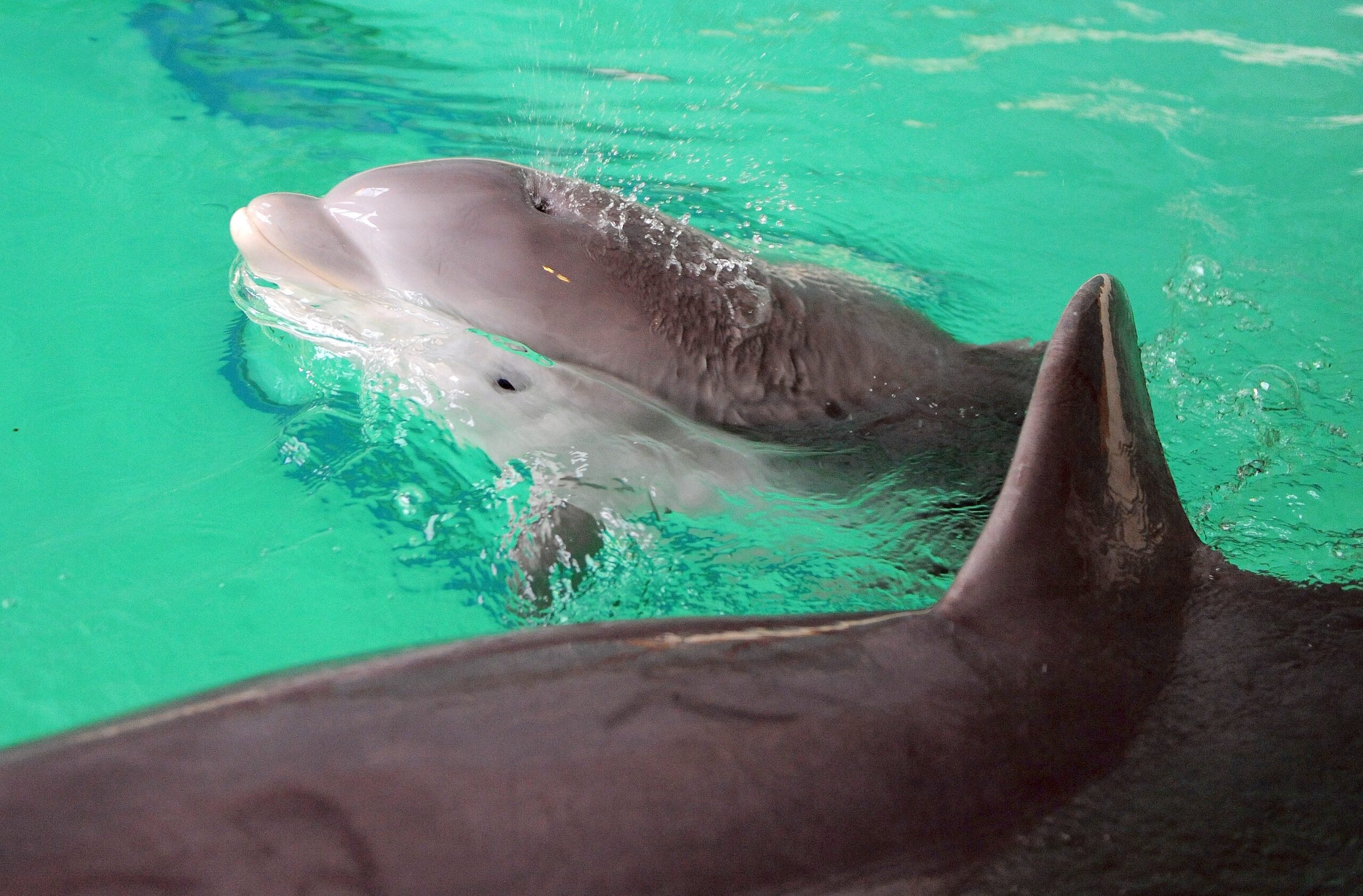 Erstmalig in der Geschichte der Delfinhaltung in Deutschland wurden im Delfinarium des Zoo Duisburg gleich drei Jungtiere nahezu zeitgleich geboren. Bei der Vorstellung am 17. Oktober war nur Dörte mit Mama Delphi zu sehen.