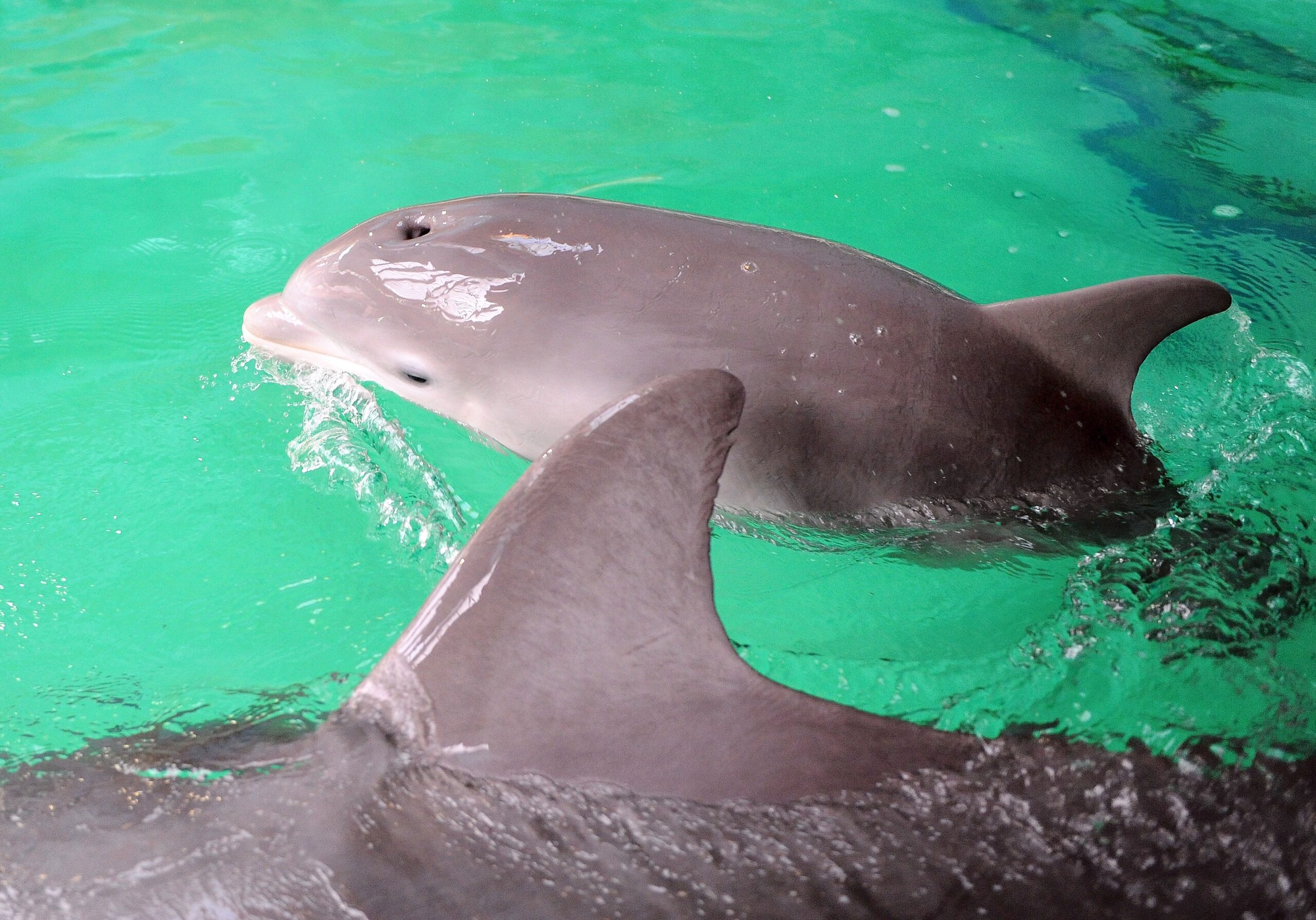 Erstmalig in der Geschichte der Delfinhaltung in Deutschland wurden im Delfinarium des Zoo Duisburg gleich drei Jungtiere nahezu zeitgleich geboren. Bei der Vorstellung am 17. Oktober war nur Dörte mit Mama Delphi zu sehen.