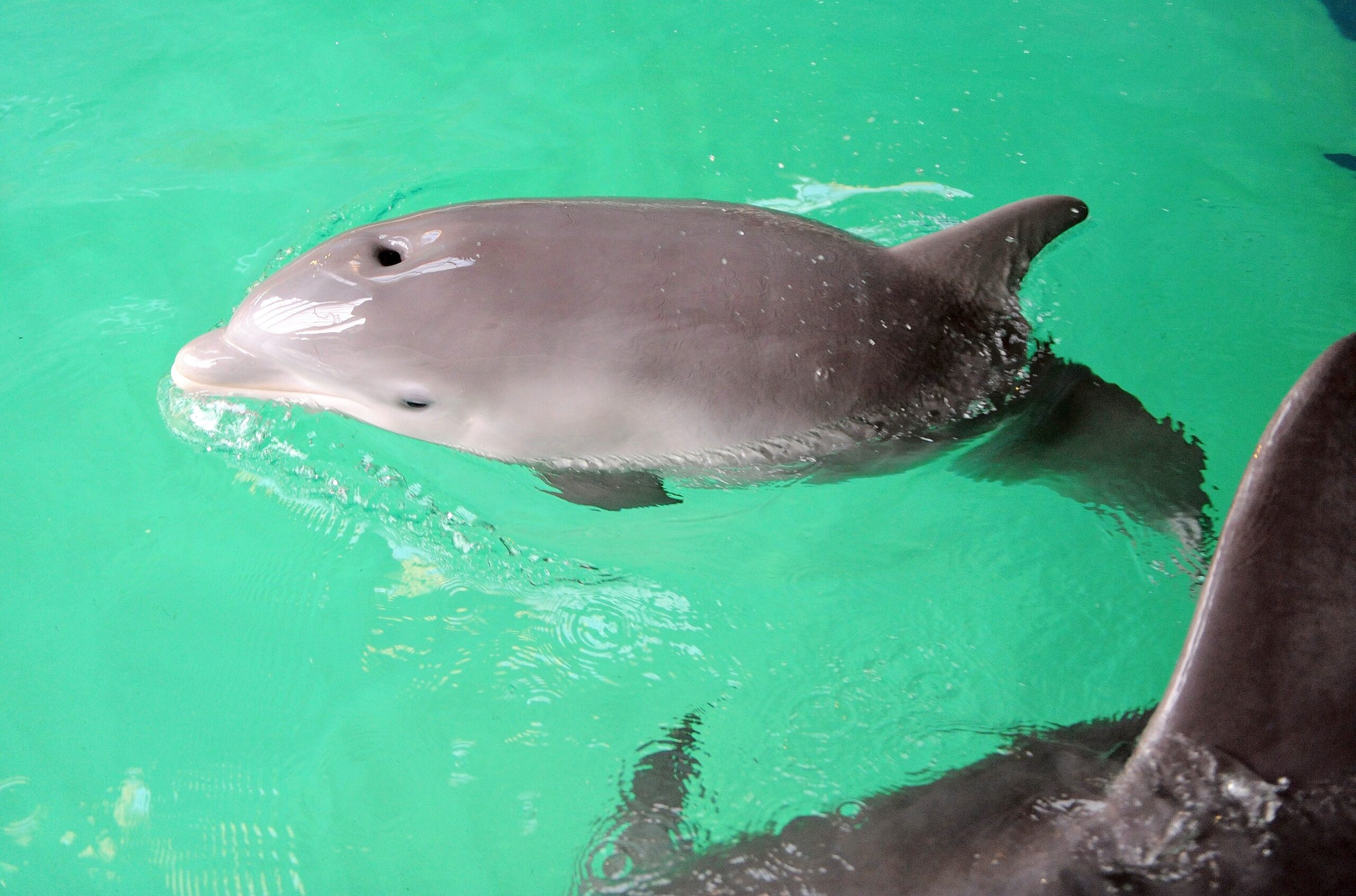 Erstmalig in der Geschichte der Delfinhaltung in Deutschland wurden im Delfinarium des Zoo Duisburg gleich drei Jungtiere nahezu zeitgleich geboren. Bei der Vorstellung am 17. Oktober war nur Dörte mit Mama Delphi zu sehen.