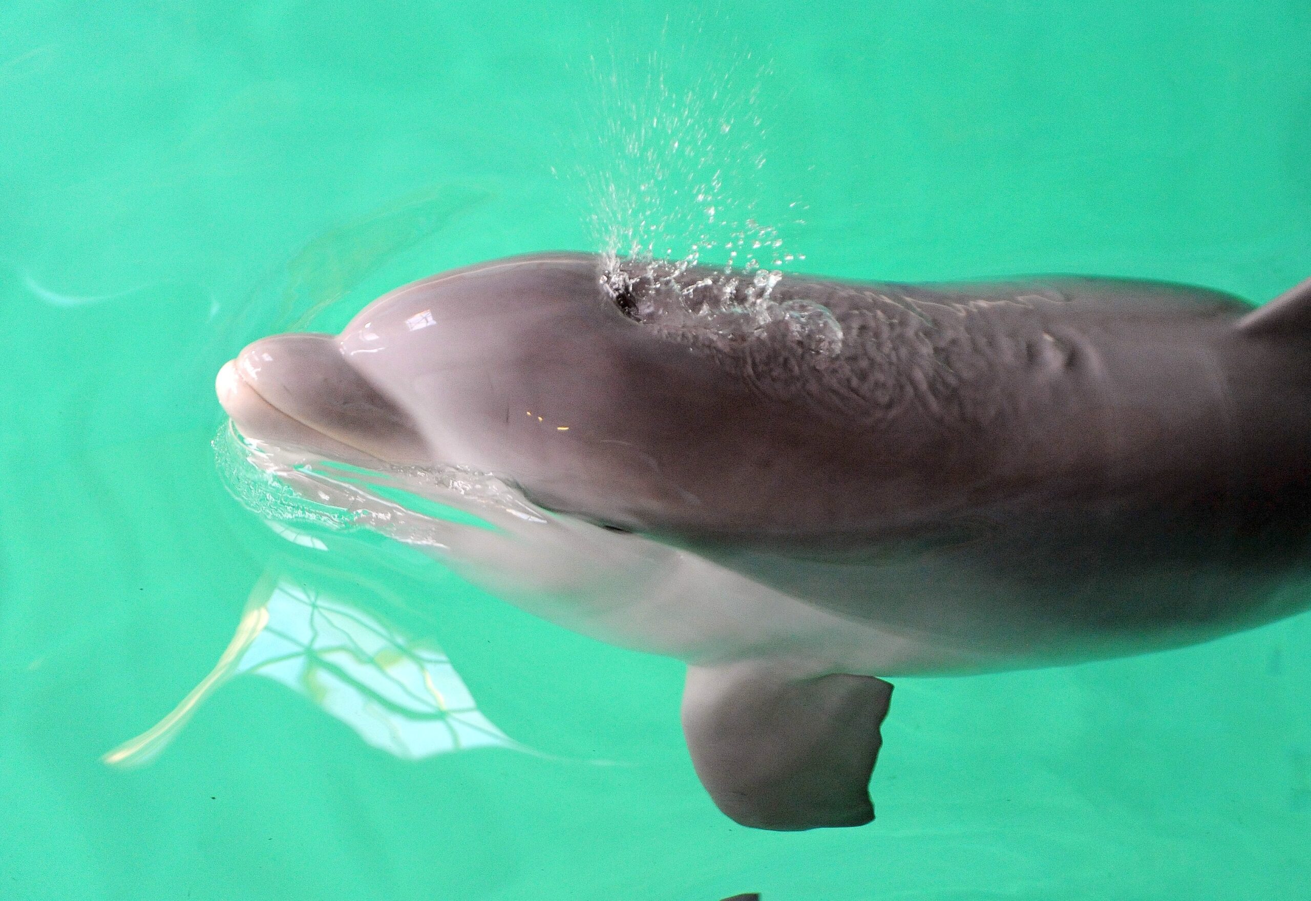 Erstmalig in der Geschichte der Delfinhaltung in Deutschland wurden im Delfinarium des Zoo Duisburg gleich drei Jungtiere nahezu zeitgleich geboren. Bei der Vorstellung am 17. Oktober war nur Dörte mit Mama Delphi zu sehen.