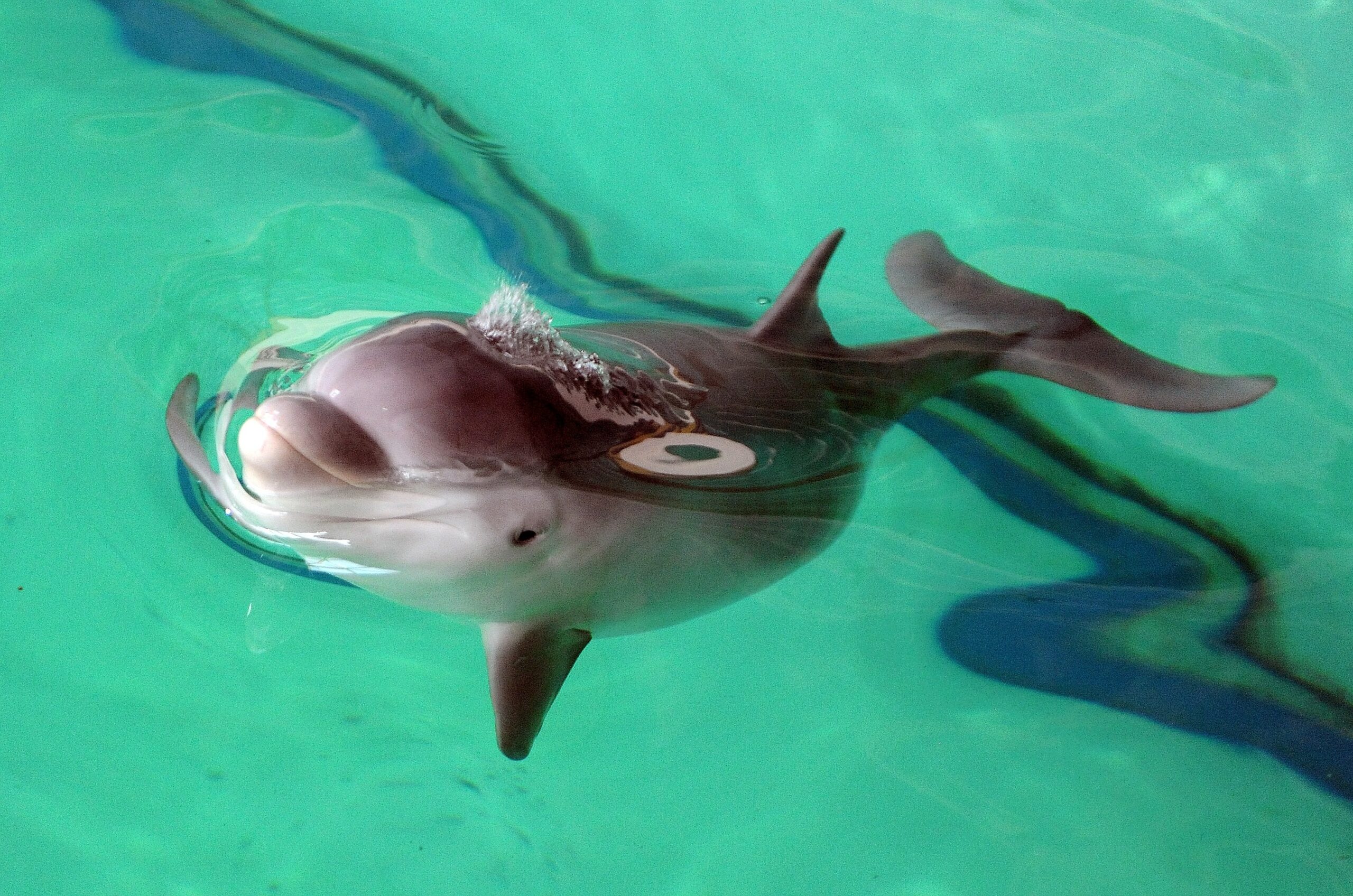 Erstmalig in der Geschichte der Delfinhaltung in Deutschland wurden im Delfinarium des Zoo Duisburg gleich drei Jungtiere nahezu zeitgleich geboren. Bei der Vorstellung am 17. Oktober war nur Dörte mit Mama Delphi zu sehen.