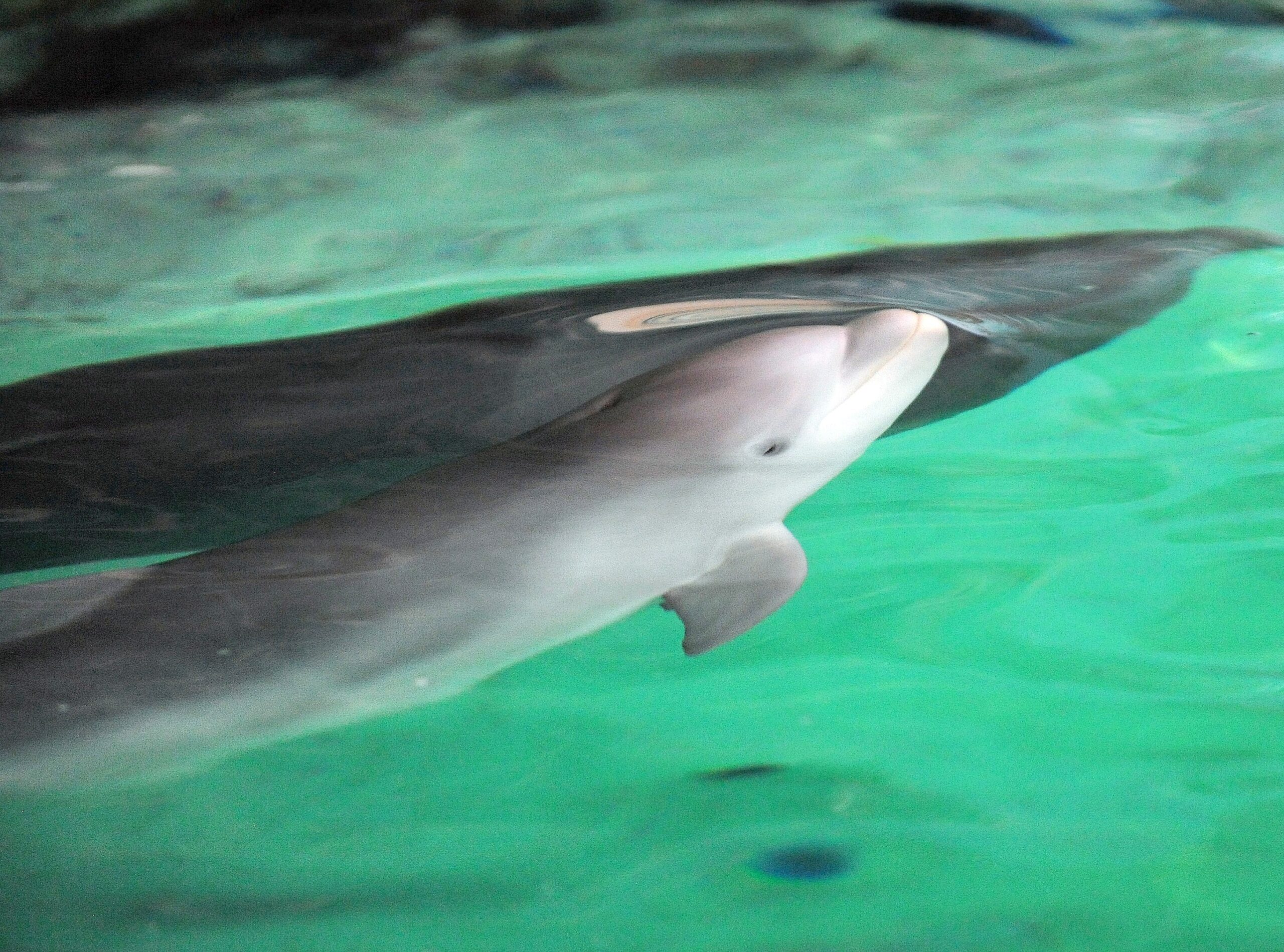 Erstmalig in der Geschichte der Delfinhaltung in Deutschland wurden im Delfinarium des Zoo Duisburg gleich drei Jungtiere nahezu zeitgleich geboren. Bei der Vorstellung am 17. Oktober war nur Dörte mit Mama Delphi zu sehen.