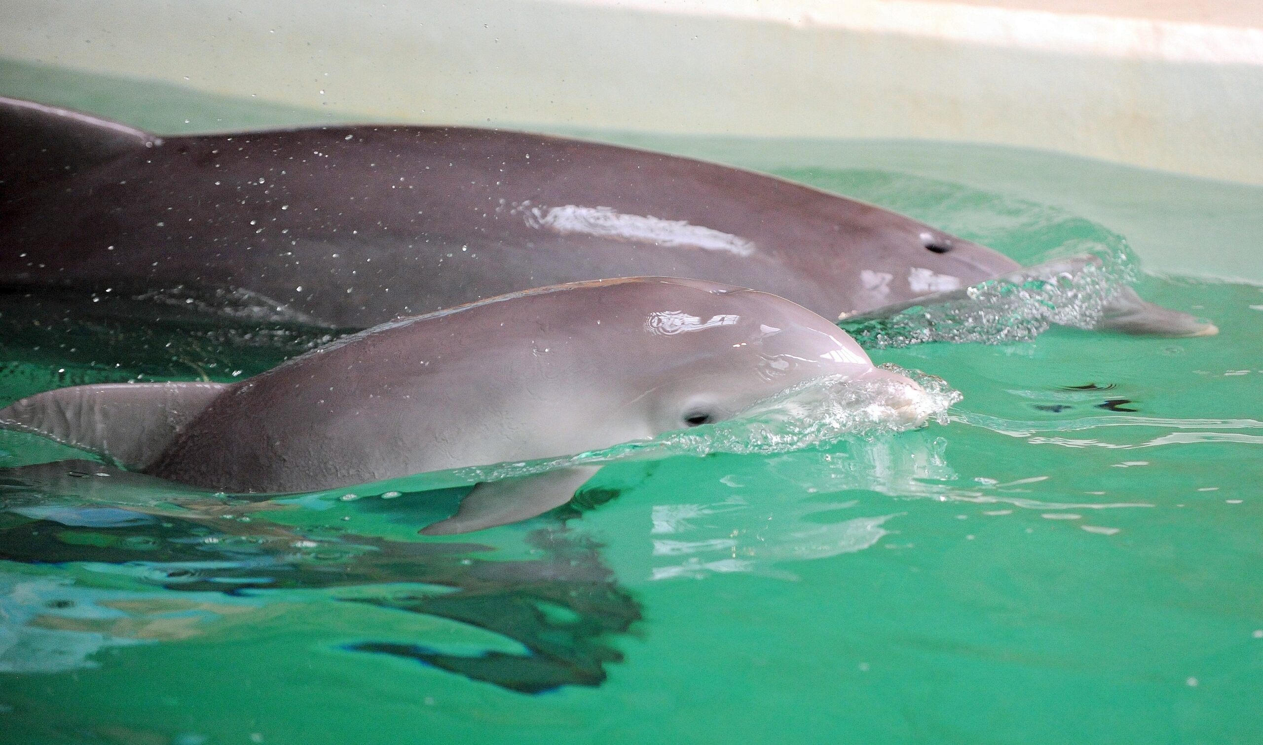 Erstmalig in der Geschichte der Delfinhaltung in Deutschland wurden im Delfinarium des Zoo Duisburg gleich drei Jungtiere nahezu zeitgleich geboren. Bei der Vorstellung am 17. Oktober war nur Dörte mit Mama Delphi zu sehen.