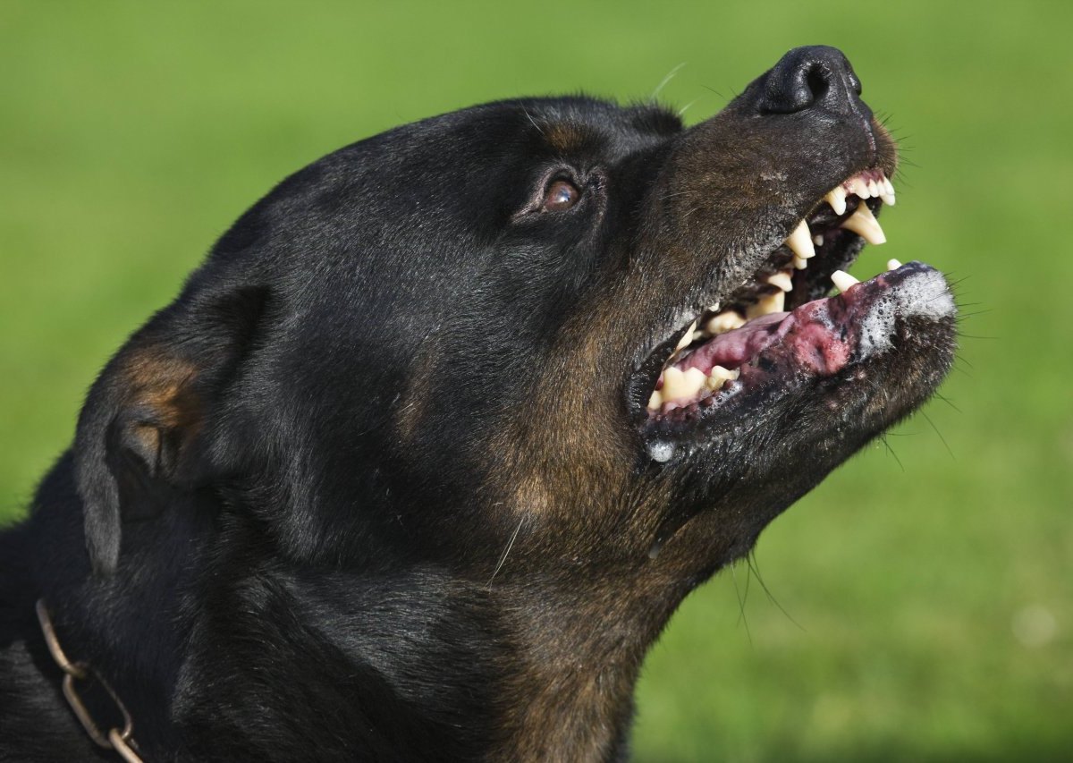 rottweiler-zaehne.jpg