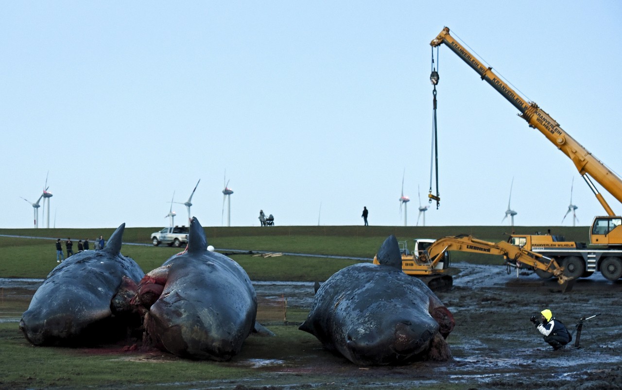 Tote Pottwale am Deich von Kaiser-Wilhelm-Koog in Schleswig-Holstein. Auslöser des rätselhaften Tods der Tiere könnte ein Sonnensturm gewesen sein, vermuten Wissenschaftler jetzt.