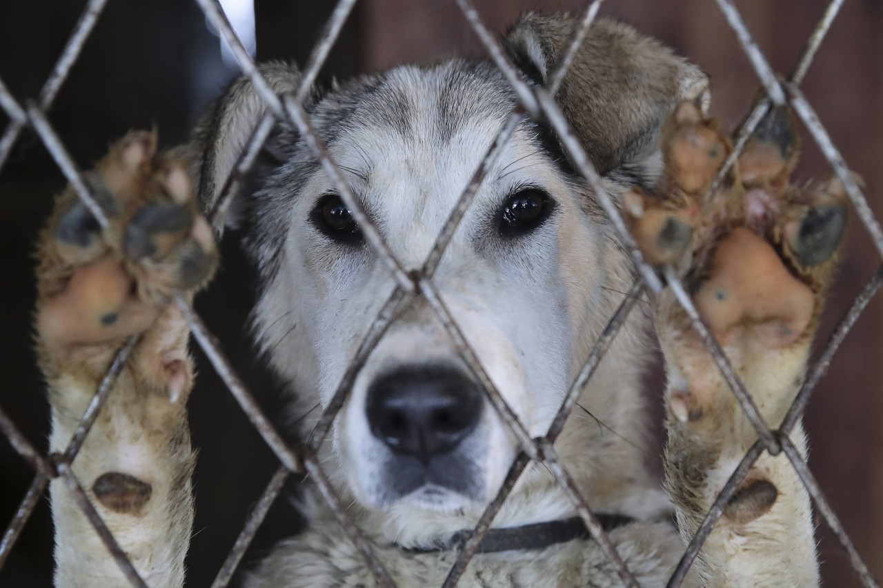 Eine Frau will einen Hund im Tierheim kaufen. Auf wen sie dann trifft, hätte sie nie für möglich gehalten. (Symbolbild)