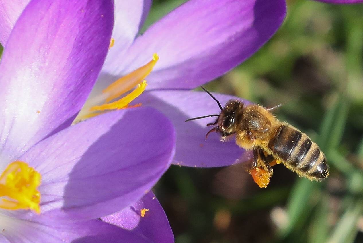 Der Frühling kommt endlich nach NRW!