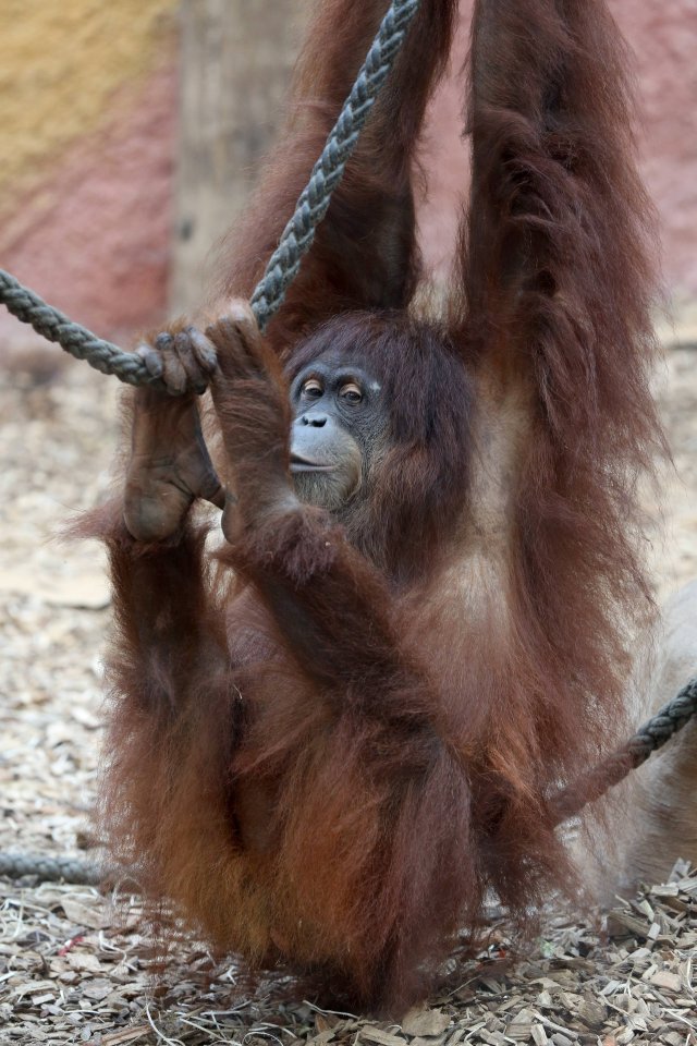 zoo Dortmund Suma.jpg