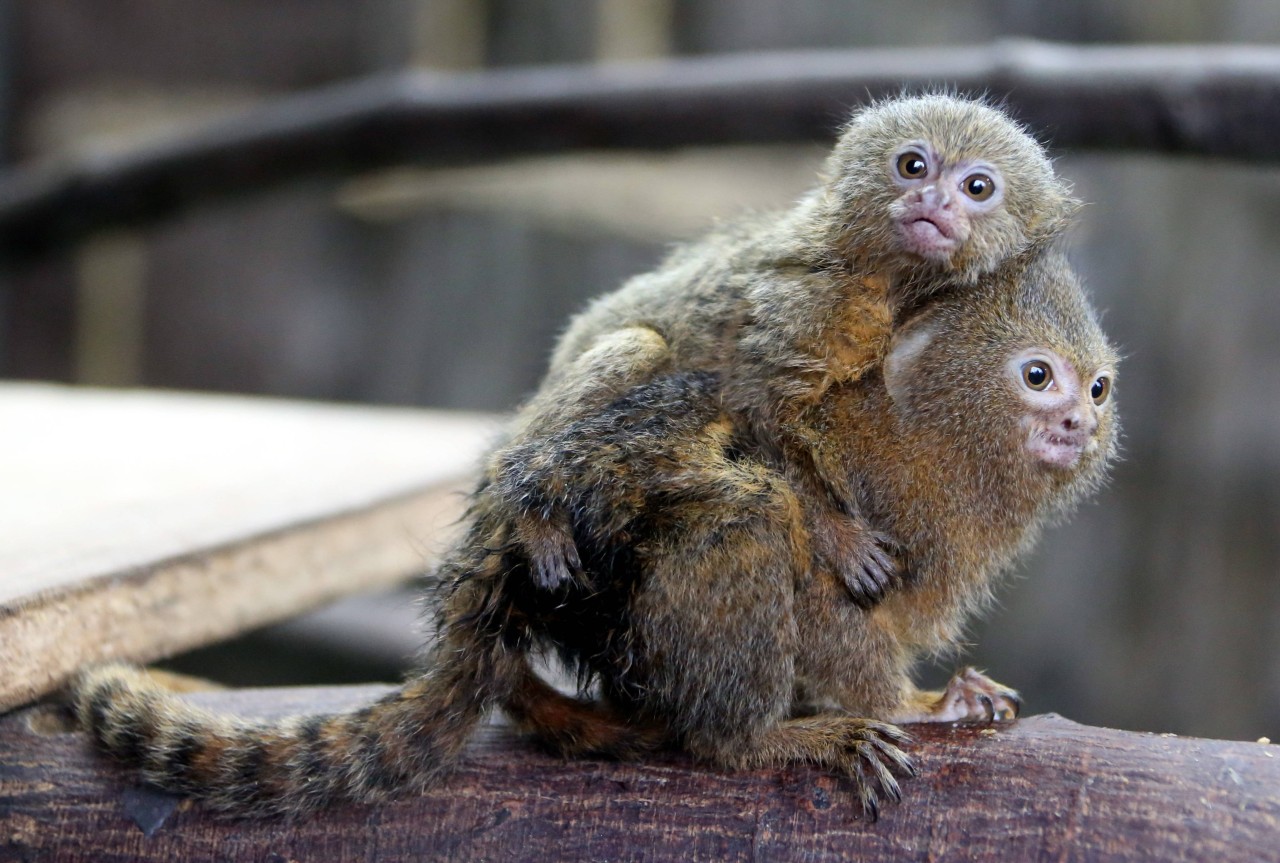 Im Zoo Dortmund hat es Zwergseidenäffchen-Nachwuchs gegeben! (Symbolbild)