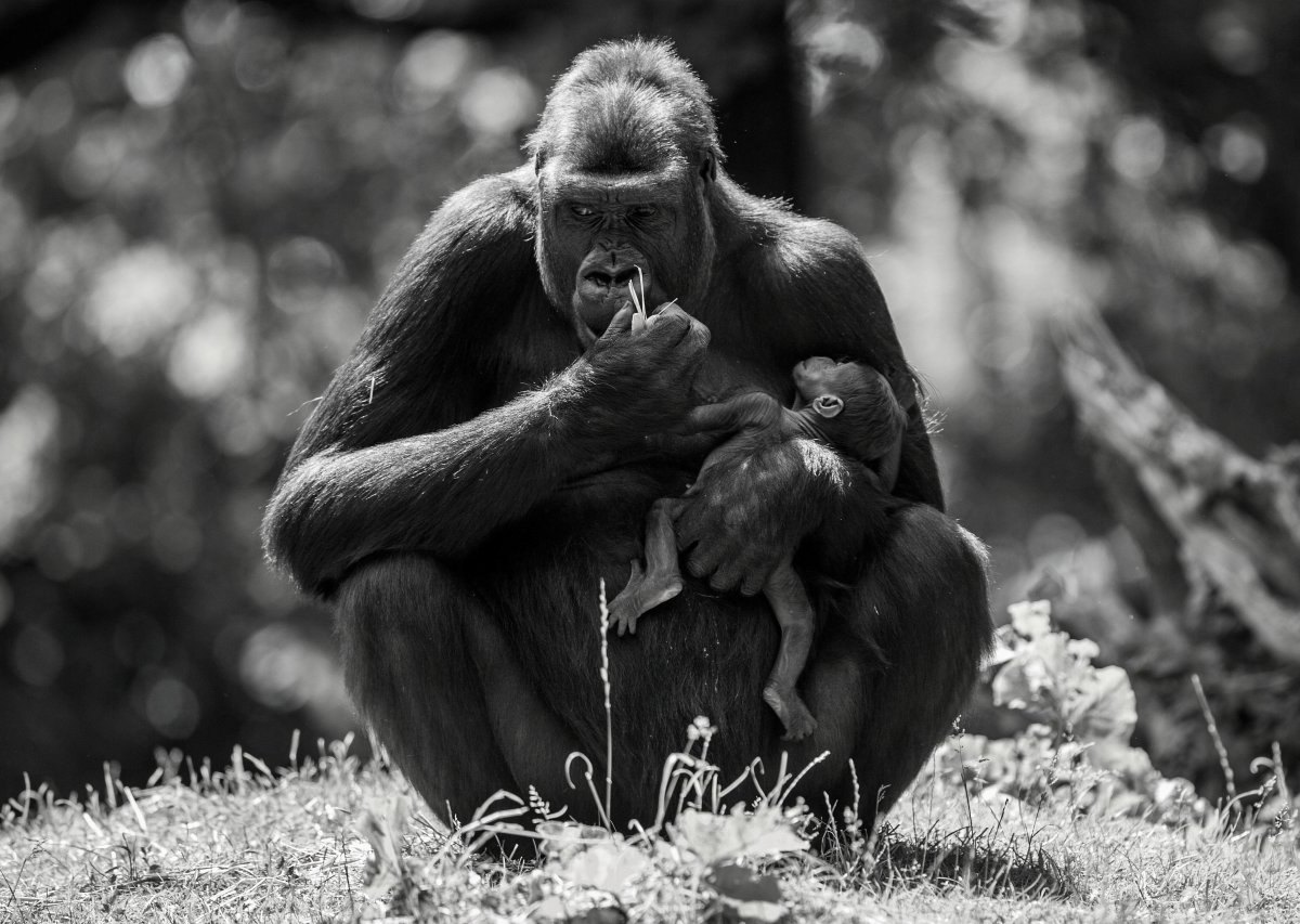 zoo-duisburg-safiri.jpg