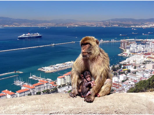 Berber-Makaken hüten die Identität Gibraltars - zumindest aus britischer Sicht.