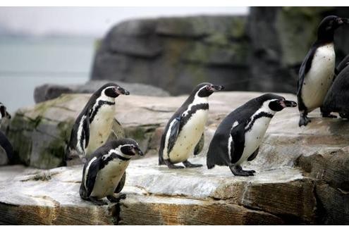 ... machten 22 Humboldtpinguine den Pflegern im Bremerhavener Zoo. Die Tiere wollten sich nicht paaren und suchten stattdessen Kontakt zu anderen männlichen Pinguinen. Einen ganz besonderen Partner...