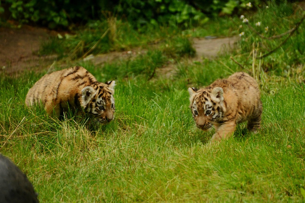 Die erste Tour der kleinen Tiger im Außengehege.