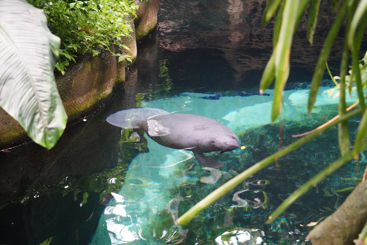 Vor kurzem war Seekuh Pablo noch im Zoo Odense. Jetzt ist der Zoo Duisburg sein neues Zuhause. 