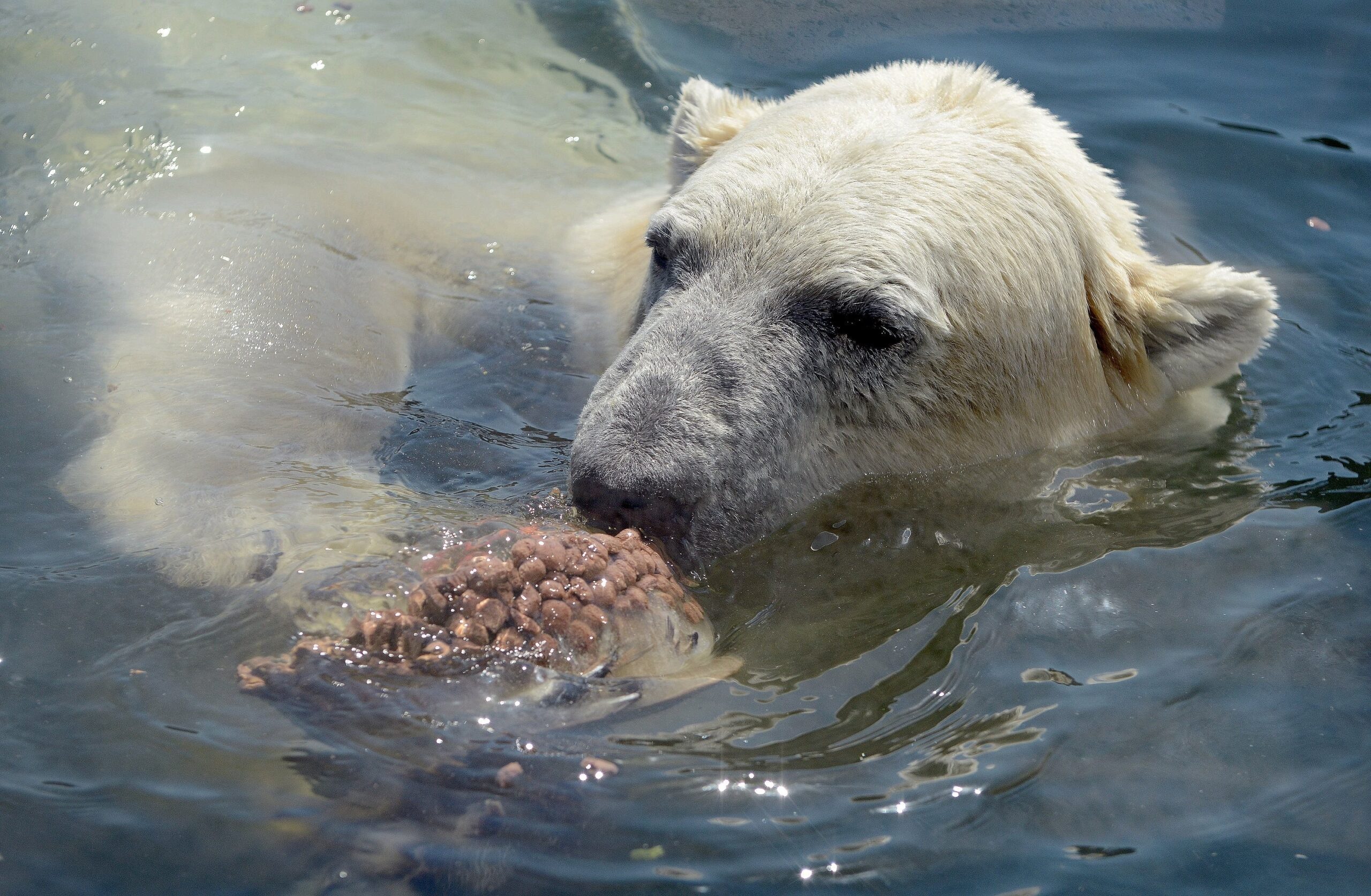 ...der Eisbär nebenan ebenso wie...