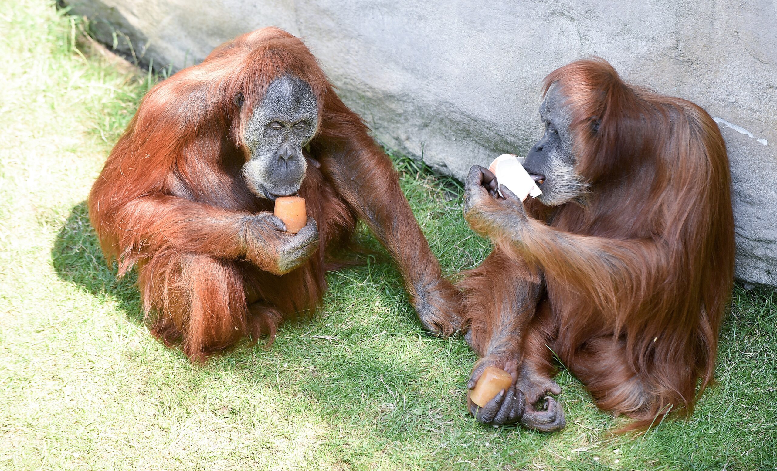 ...die Affen im Gelsenkirchener Zoo und auch...