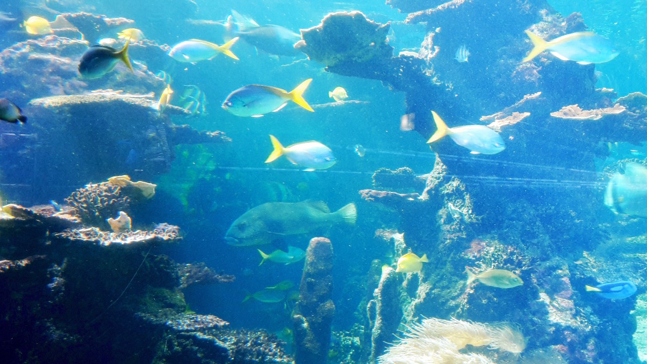 Über 36 000 Fische und andere Meeresbewohner leben im Centre National de la Mer.