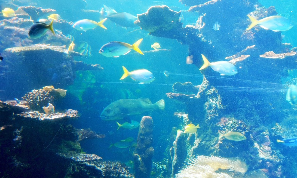 Über 36 000 Fische und andere Meeresbewohner leben im Centre National de la Mer.