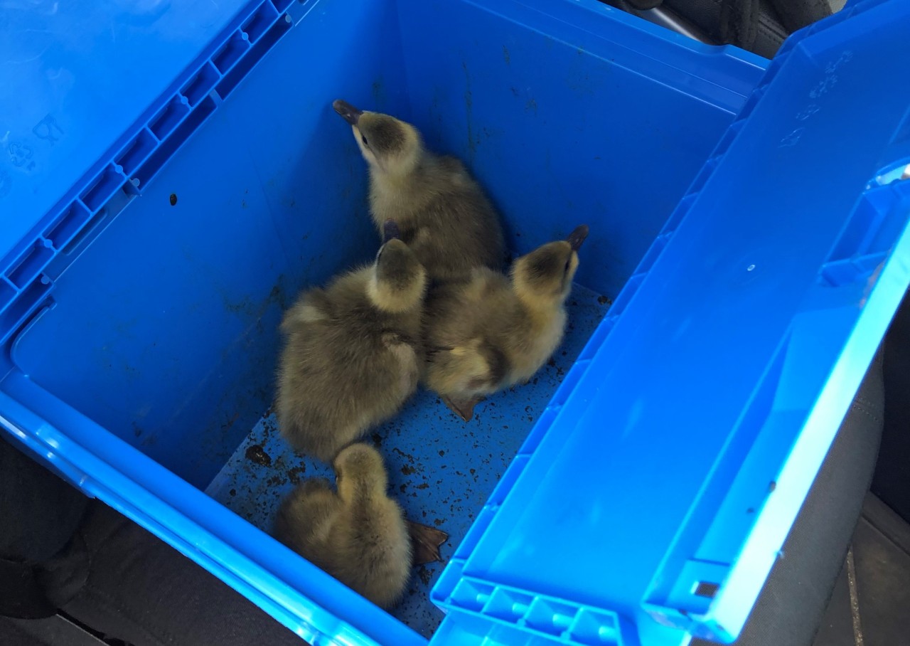 A2 bei Dortmund: Die Gänsekücken konnten eingefangen werden.