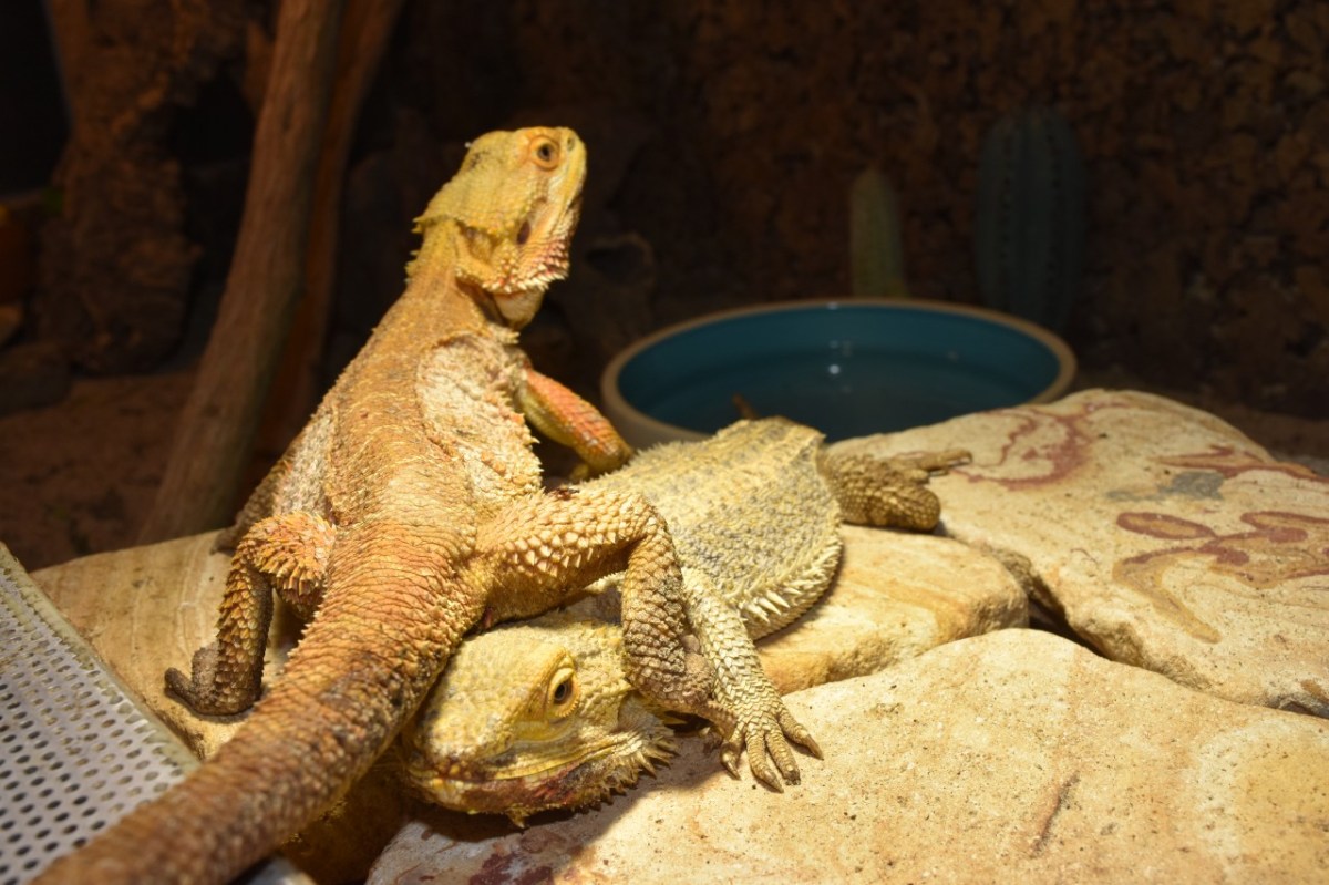 Wie du siehst, reicht der Platz in unserem derzeitigen Terrarium nicht aus.