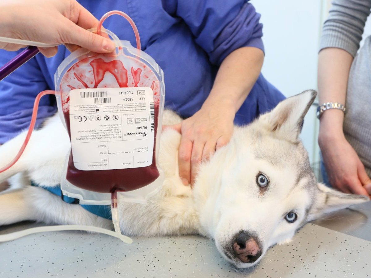 Blutspende bei einem Hund.jpg