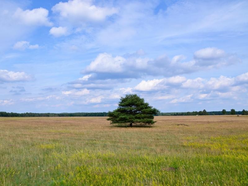 Camp Reinsehlen bezeichnet eine flache, fast schon karge Fläche, die vermeintlich untypisch für die Lüneburger Heide ist.