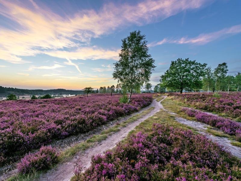 Die Blüte in der Lüneburger Heide könnte in diesem Jahr besonders früh einsetzen - und zwar schon Anfang August.