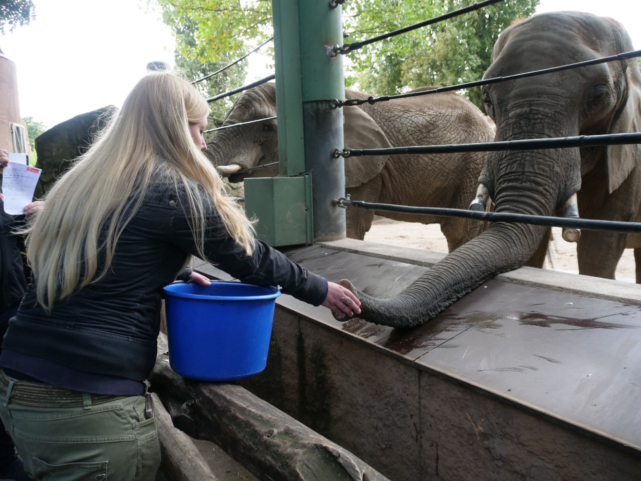 Lea fütterte im Duisburger Zoo die Elefanten.