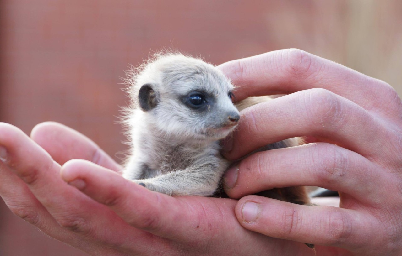 Drei kleine Erdmännchen sind im Tierpark und Fossilium Bochum zur Welt gekommen.