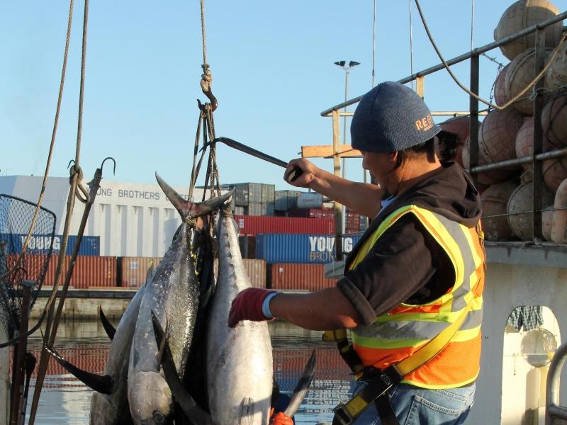 Frischer Fang: In Honolulu können sich Touristen die Ausbeute der Nacht anschauen - und später in einem Restaurant frischen Fisch genießen.