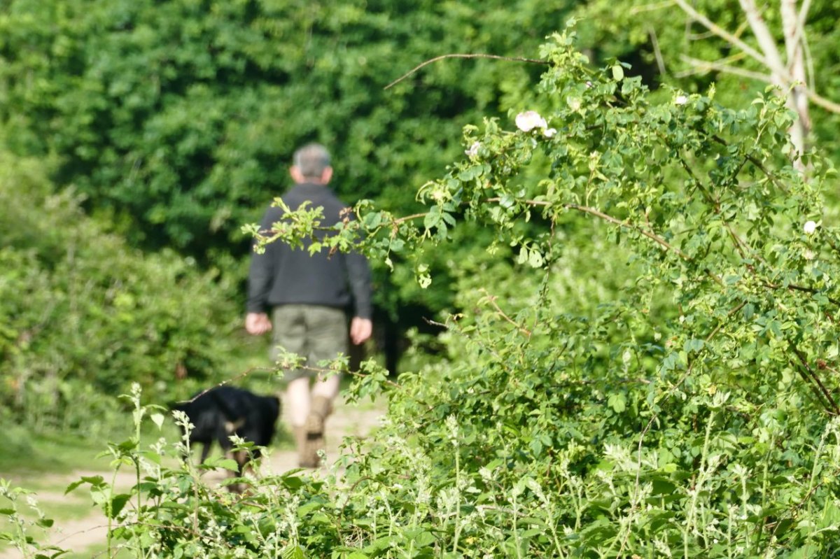 Gelsenkirchen_Hund.jpg