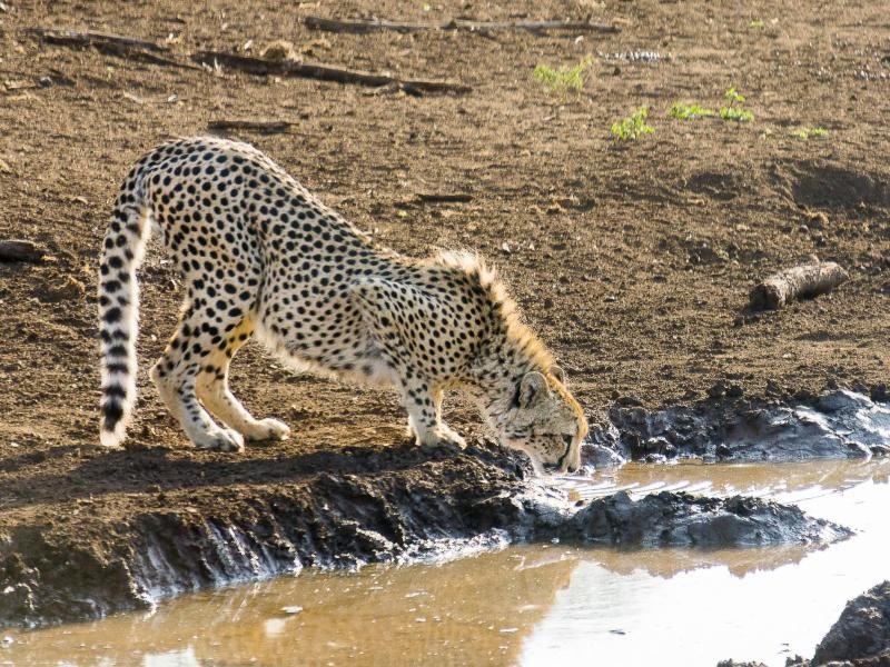 Gepard im Phinda Private Game Reserve in Südafrika: Das Land ist für Erlebnisreisen derzeit extrem beliebt.