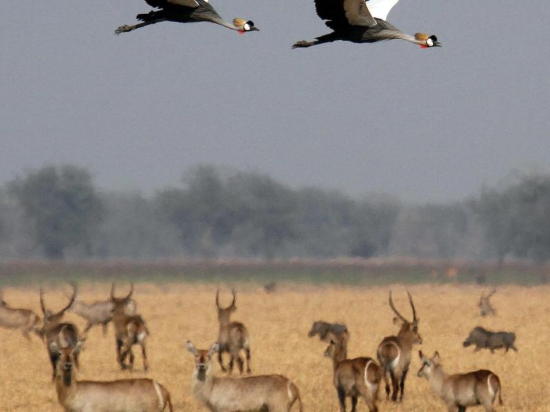 Im Gorongosa Nationalpark in Mosambik können Safaritouristen wilde Tiere entdecken - auf dem Boden und in der Luft.