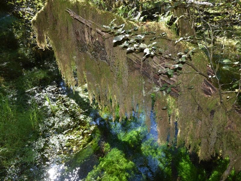 Moose und Farne wie im Märchenwald: Im Hoh Rain Forest im Olympic National Park fallen 3400 Millimeter Regen pro Jahr.