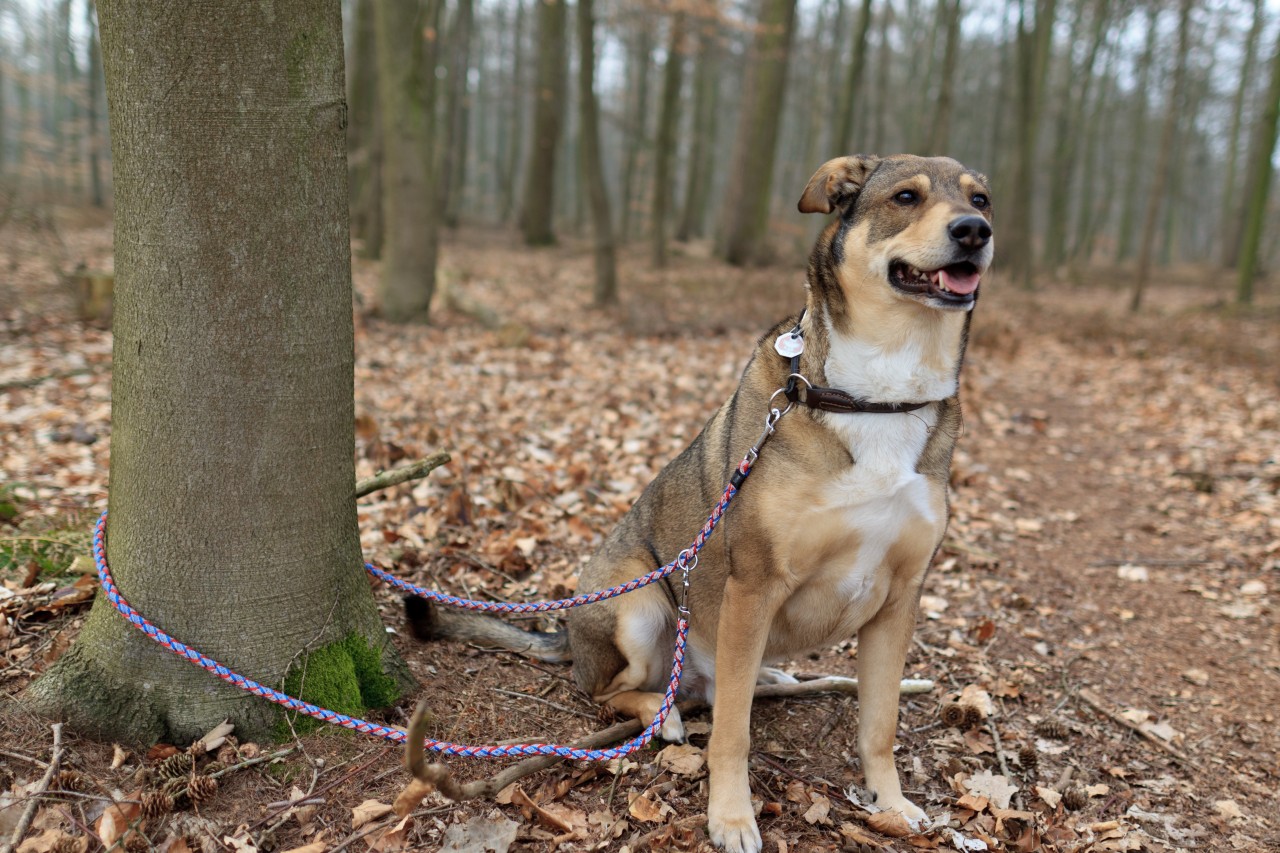 In Dortmund wurde ein Hund an einem Baum zurückgelassen. (Symbolbild)