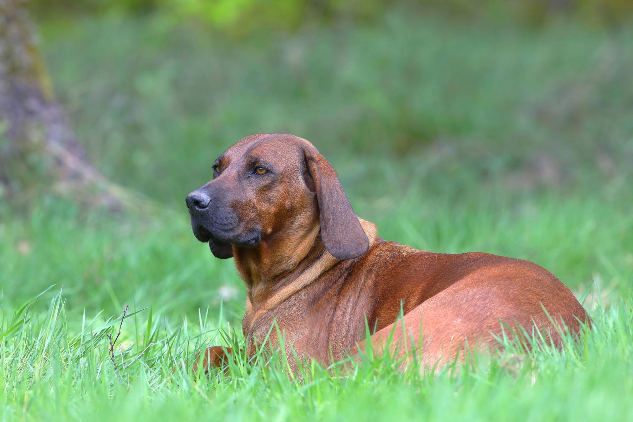 Ein Mädchen hat ihren Hund vernachlässigt. Danach geht der Vater einen drastischen Schritt (Symbolfoto).