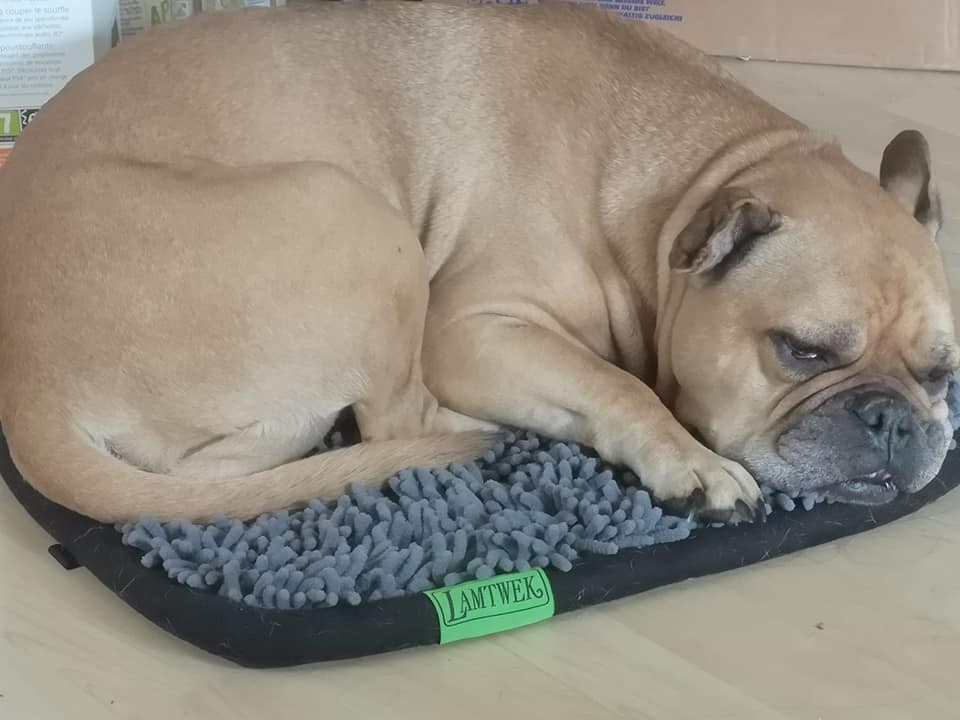 Hündin Boo aus dem Tierheim Moers hat wieder ihr Optimalgewicht erreicht.