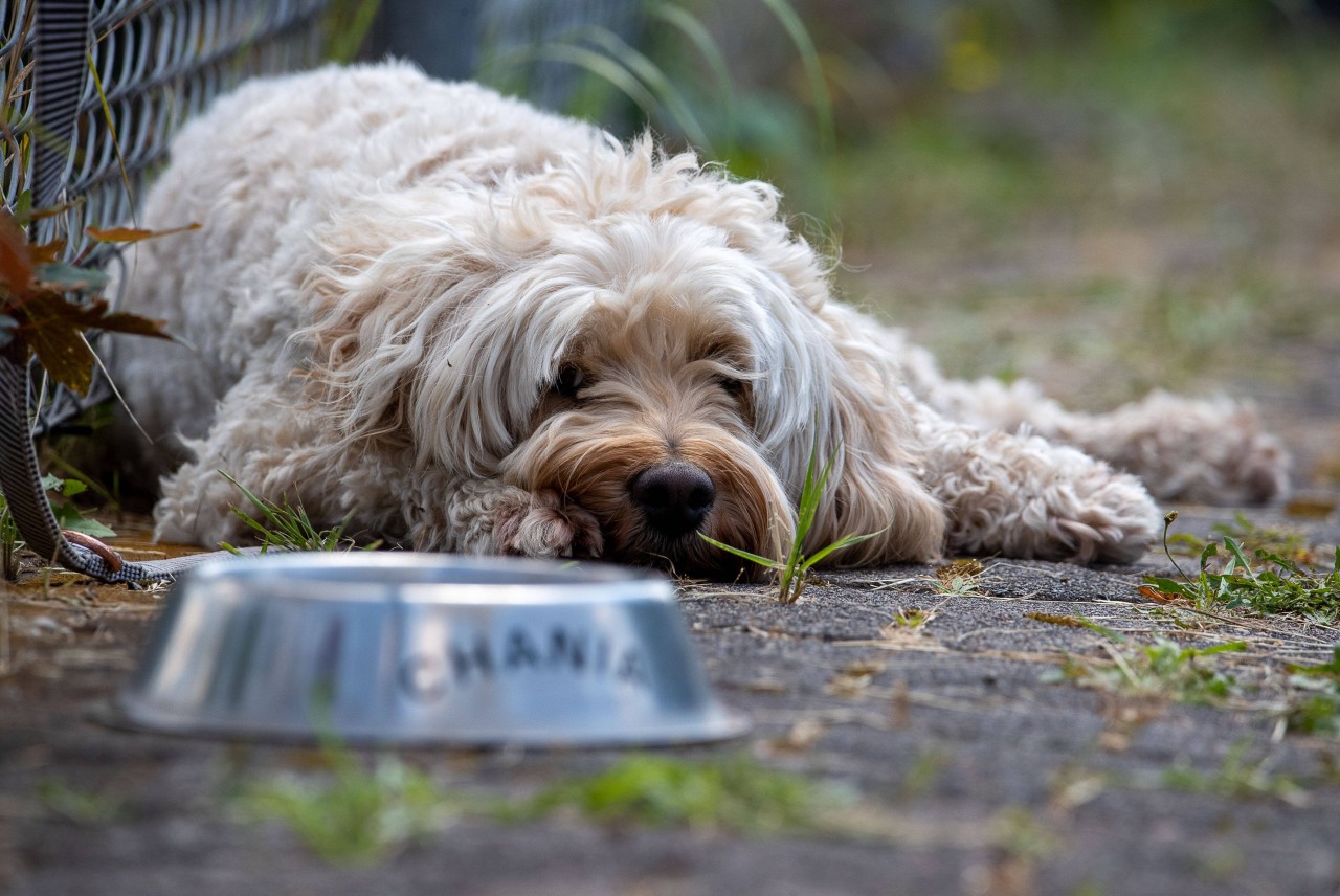 In Kenia hat ein Mann Hunde zu Snacks verarbeitet (Symbolfoto).