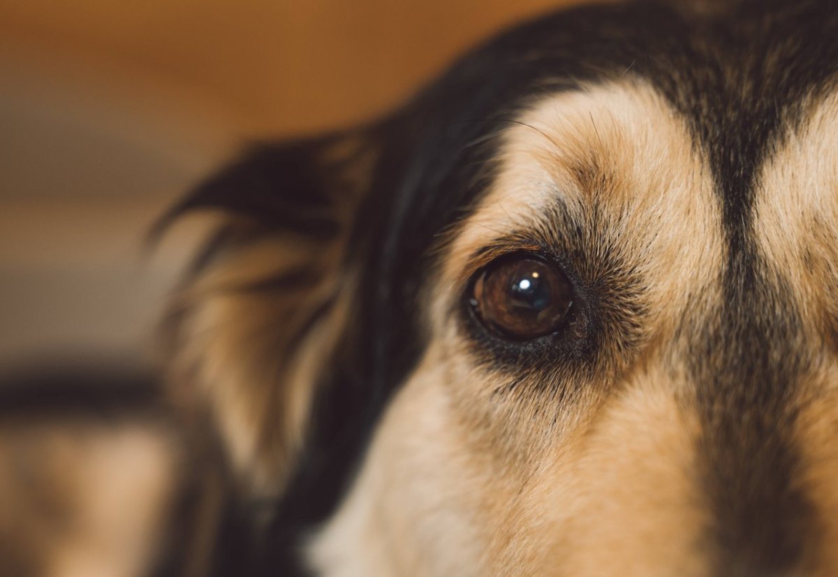 Hund Bochum Auto Tierarzt Unfall Fahrerflucht Polizei