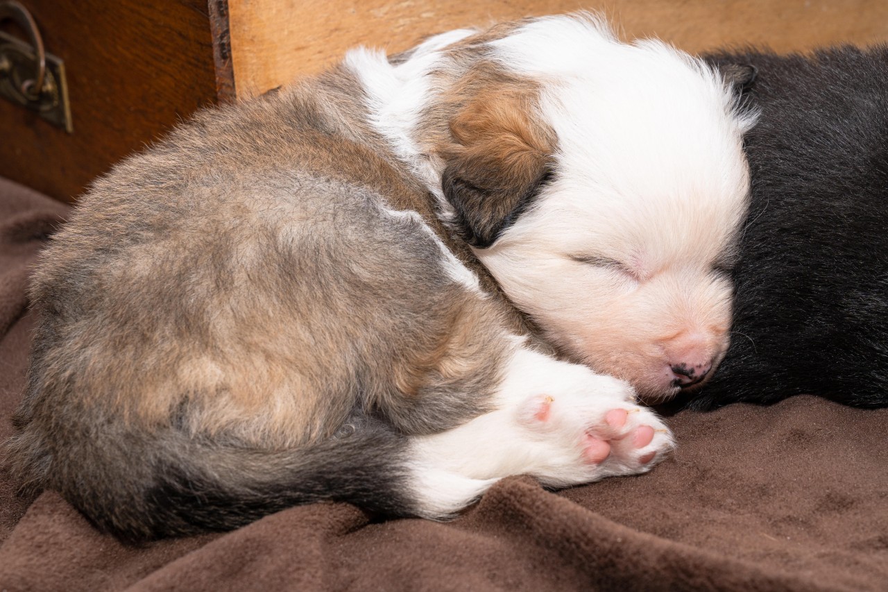 Hund in NRW: Die Besitzer hatten nicht lange was von ihren kleinen Vierbeinern. (Symbolfoto).