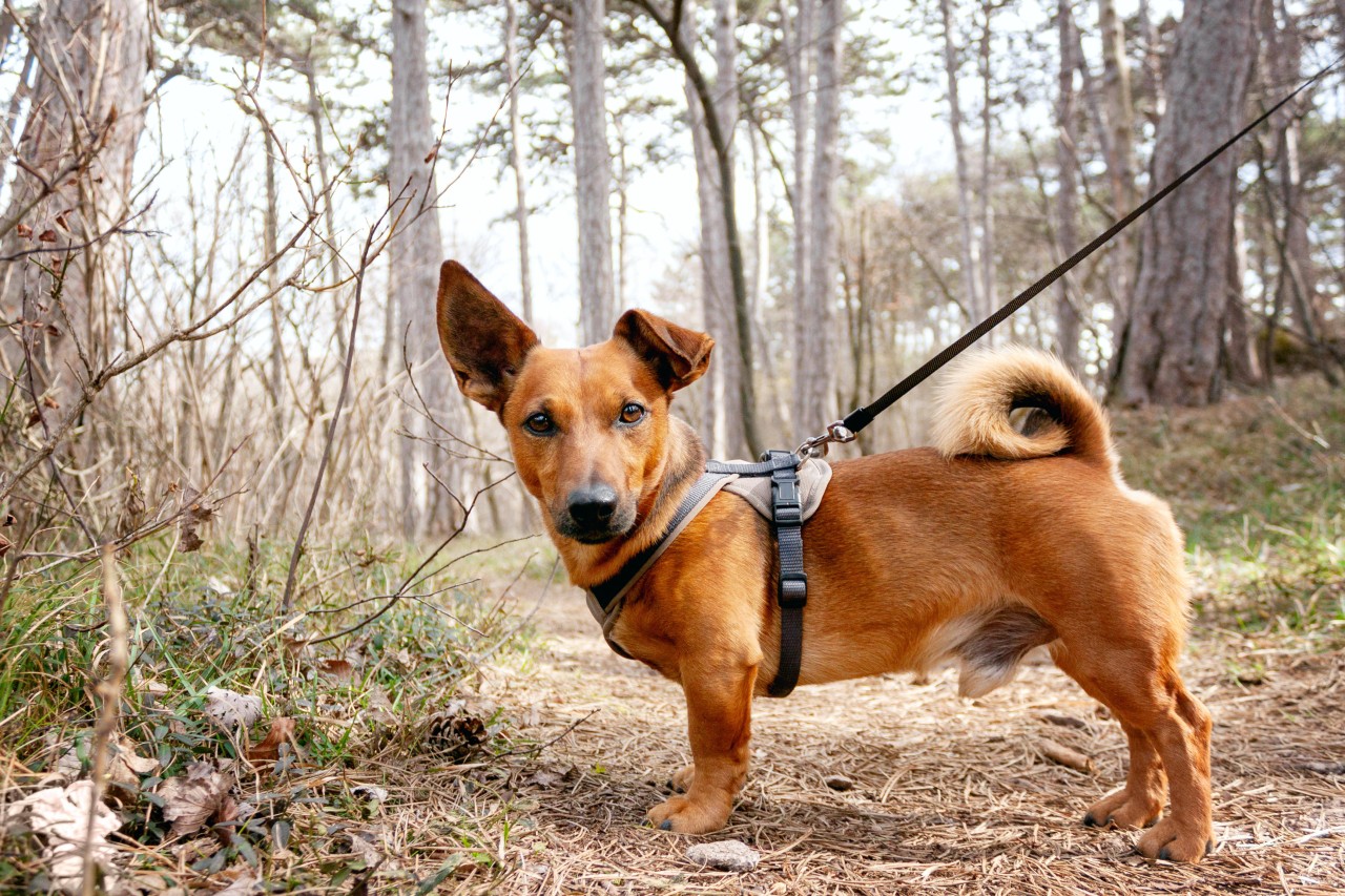 Hund in NRW: Achtung! Hunde-Trainer warnt vor dieser Gefahr. (Symbolbild)