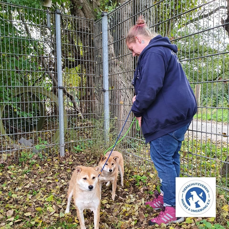 Hund in NRW: Hunde nach Zwei-Meter-Sturz traumatisiert. 