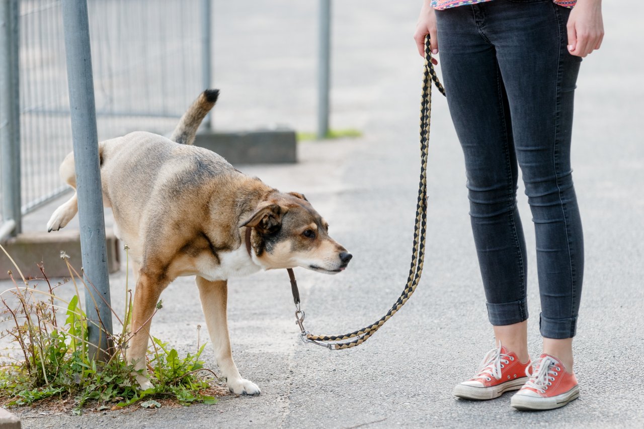 Hunde pinkeln immer wieder an gleiche Stelle mit gefährlicher Folge