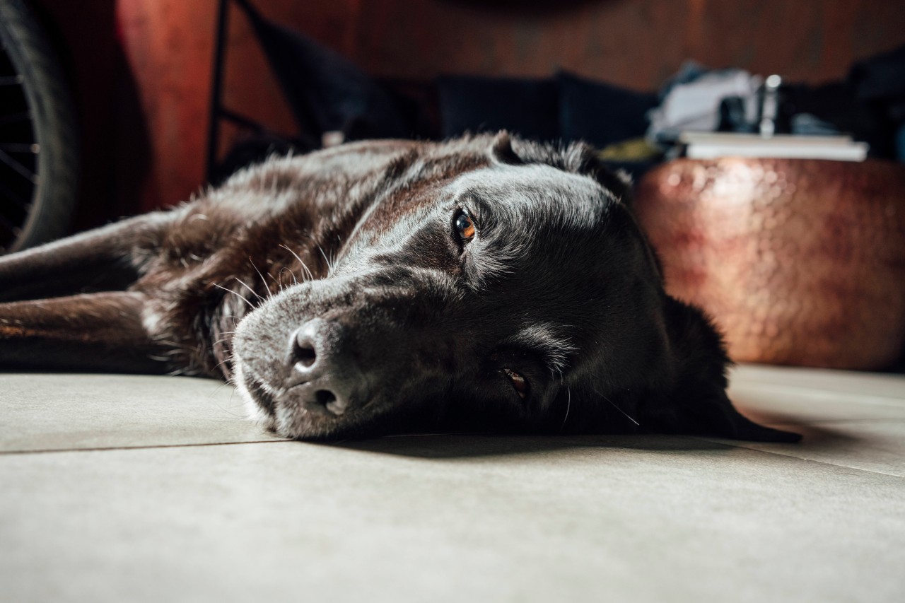 Hund in NRW: Schädling verletzte Vierbeiner schwer – irre, wieviel Geld der Tierarzt jetzt verlangt