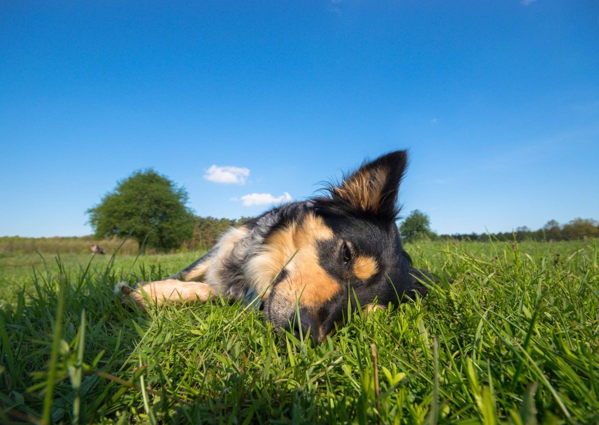 Hund in Oberhausen