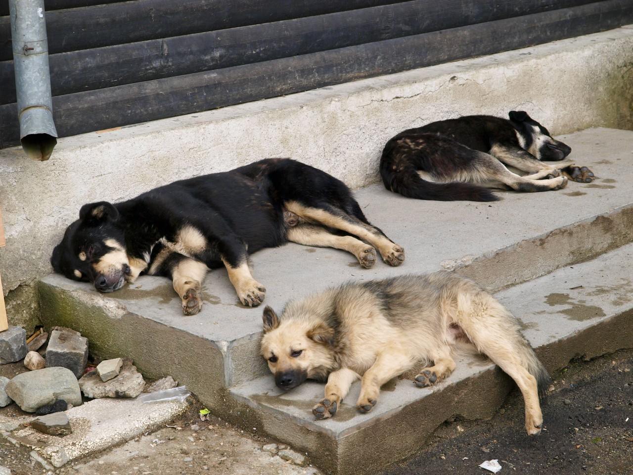 Hund in NRW: In Rumänien war für Frina an ein weiches Bett nicht zu denken. (Symbolbild) 