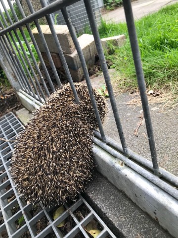 Nur der Kopf des armen Igels passte durch einen Zaun.